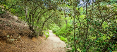 Geradliniger Wanderweg zwischen Agia Eirini und Limeria - Bezirk Lefkosia (Nicosia), Adelfoi-Wald
