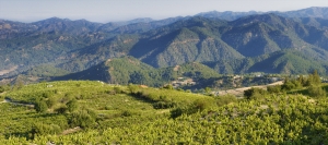 Vouni Panagias - Ambelitis Wine Route (Rural)  - Szlak winny Vouni Panagias – Ambelitis (wiejski)