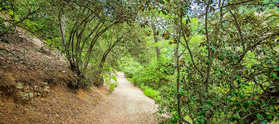 Geradliniger Wanderweg zwischen Agia Eirini und Limeria - Bezirk Lefkosia (Nicosia), Adelfoi-Wald