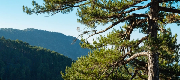 Ψηλό Δέντρο - Πουζιάρης (Κυκλικό) - Επαρχία Λεμεσού, Δάσος Τροόδους Μονοπάτι της Φύσης