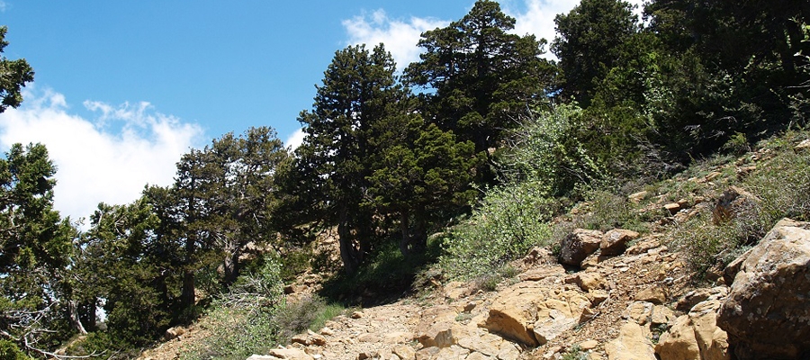 Artemis (en boucle) - région de Lemesos (Limassol), forêt du Troodos Sentiers nature image