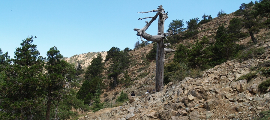 Atalanti (en boucle) - régions de Lemesos (Limassol) / Lefkosia (Nicosie), forêt du Troodos Sentiers nature image
