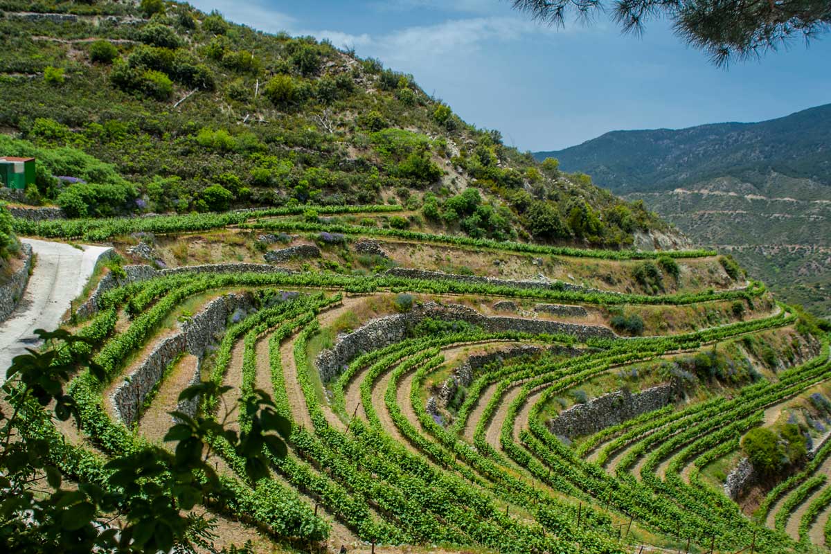 Des Vignes au-dessus de la mer
